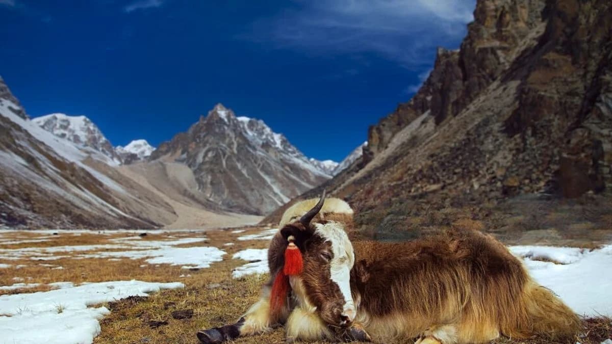 12 Days Jomolhari Trekking