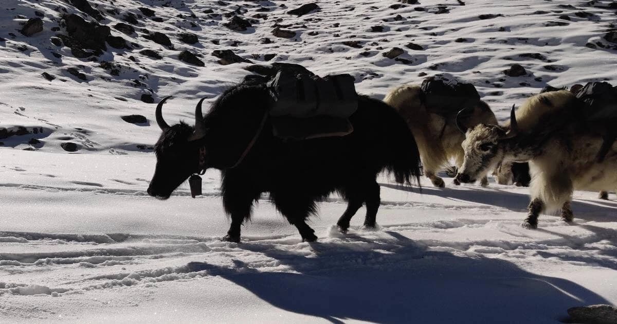 Mount Everest Wildlife