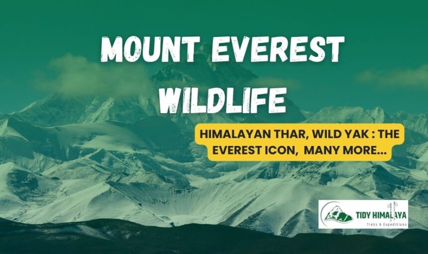 Mount Everest Wildlife | Fauna of Everest Region